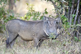 Warthog (Phacochoerus africanus)