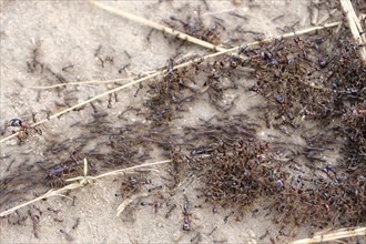 Swarming Safari Ants or Driver Ants (Dorylus)