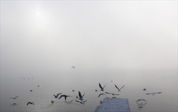 Gulls at the wooden jetty in the morning fog