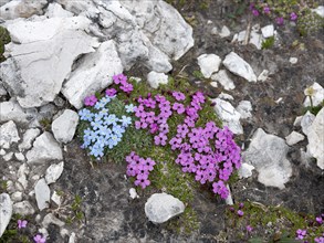 Moss campion (Silene acaulis) and blue Arctic alpine forget-me-not (Eritrichium nanum)