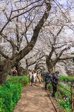 Tourists and Japanese under blossoming cherry trees