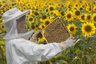 Beekeeper at the beehive