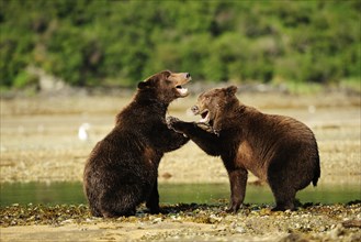 Two Brown Bears (Ursus arctos) play-fighting with each other