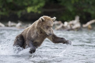 Brown bear (Ursus arctos) hunting salmon