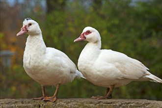 Two Muscovy Ducks (Cairina moschata) on a wall