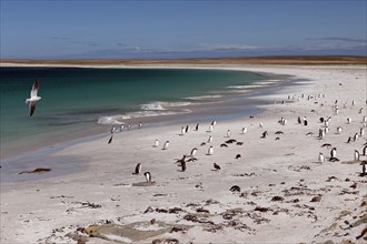 Dolphin gull (Leucophaeus scoresbii) on a beach with gentoo penguins (Pygoscelis papua) and scattered Magellanic penguins (Spheniscus magellanicus)
