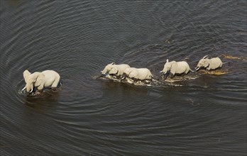 African Elephants (Loxodonta africana)