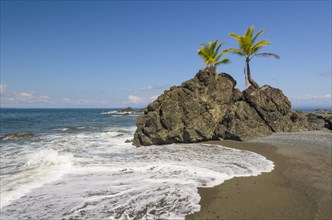 Coconut Palms (Cocos nucifera) on rocks at the beach