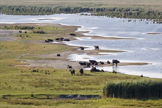 Herd of water buffalo (Bubalus arnee)
