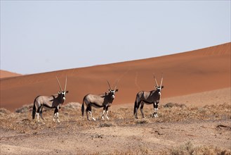 Gemsboks or Gemsbucks (Oryx gazella) in the Hiddenvlei