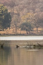 Wild Indian Tigers or Bengal Tigers