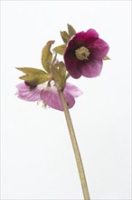 Lenten rose (Helleborus orientalis hybrids 'Joan Bridges')