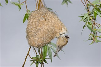 Eurasian Penduline Tit (Remiz pendulinus) on the nest