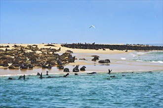 Cape Fur Seals or Brown Fur Seals (Arctocephalus pusillus) and Common Cormorants (Phalacrocorax carbo) on a sand bank near Walvis Bay