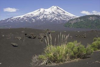 Grass on lava ash and Llaima volcano