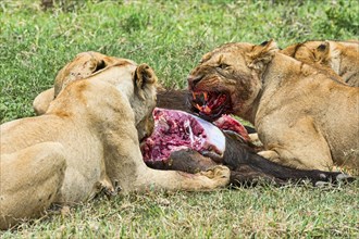 Lions (Panthera leo) feeding on the hunted prey