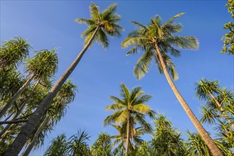 Coconut Palms (Cocos nucifera) and Screwpines (Pandanus tectorius)