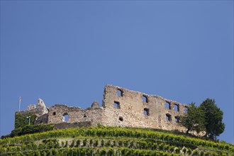 Vineyard with Staufen Castle ruins