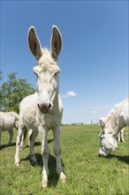 Austria-Hungarian white donkey or Baroque Donkey (Equus asinus asinus)