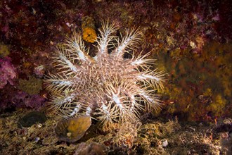 Crown-of-thorns Starfish (Acanthaster ellisii)