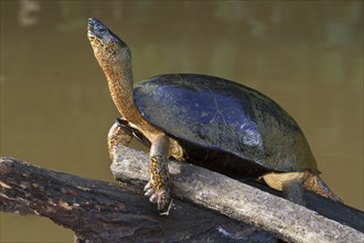 Black River Turtle (Rhinoclemmys funerea)
