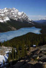 Glacial Peyto Lake in spring with a thin sheet of ice