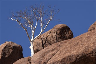 Shepherd's tree (Boscia albitrunca) between two boulders at Twyfelfontein