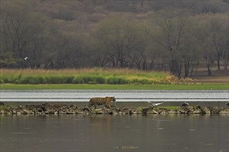 Wild Tiger (Panthera tigris) family