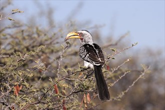 Southern yellow-billed hornbill (Tockus leucomelas) resting on a camel thorn tree