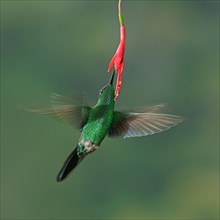 Violet-capped woodnymph (Thalurania glaucopis) drinking at a flower