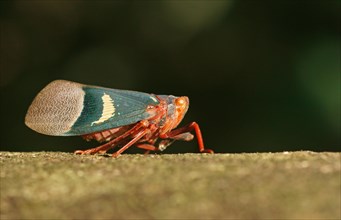 Lantern Bug (Scamandra tethis)