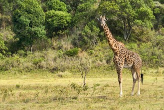 Giraffe (Giraffa camelopardalis)