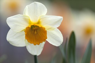 Daffodil (Narcissus)