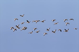 Flying greylag geese (Anser anser)