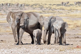 Herd of African Elephants (Loxodonta africana)