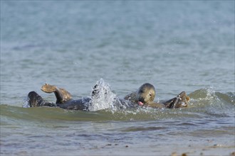 Grey Seals (Halichoerus grypus) mating on the beach