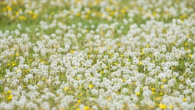 Dandelion (Taraxacum officinale)