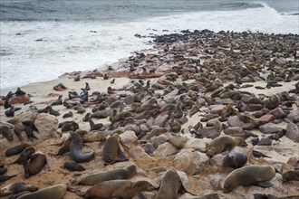 Brown Fur Seal colony (Arctocephalus Pusillus) resting along the coast
