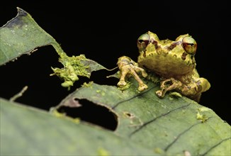 Neotropical frog (Pristimantis eriphus)