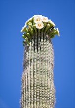 Flowering Saguaro (Carnegiea gigantea)