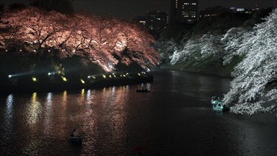 Canal with colored illuminated cherry trees on the shore at night