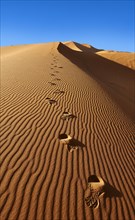 Footsteps in the Sahara sand dunes of Erg Chebbi