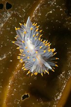 White-and-orange-tipped Nudibranch (Janolus fuscus)