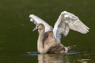 Young Mute Swan (Cygnus olor) spreading wings