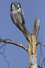 Northern Hawk-Owl (Surnia ulula)