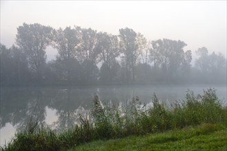 Foggy morning on the Alter Rhein