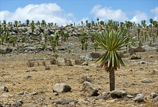 Endemic Giant Lobelias (Lobelia rhynchopetalum) on the Sanetti Plateau