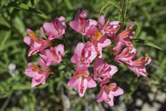 Peruvian lily (Alstroemeria presliana)