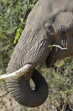 African Elephant (Loxodonta africana)