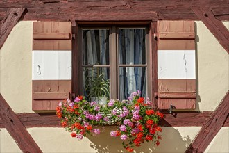 Window with Geraniums (Pelargonium sp.) on the half-timbered house